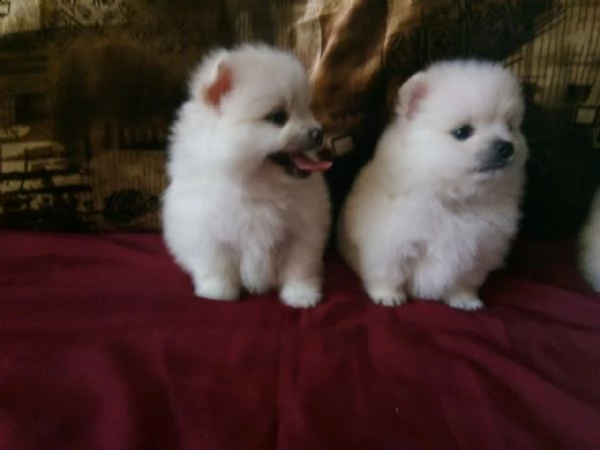 cuccioli di spitz di pomerania | Foto 0