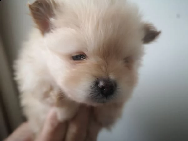 cuccioli di spitz di pomerania
