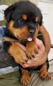bellissimi cuccioli di rottweiler