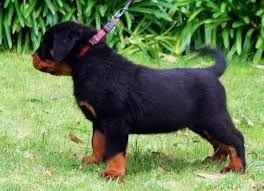 adorabili cuccioli di rottweiler