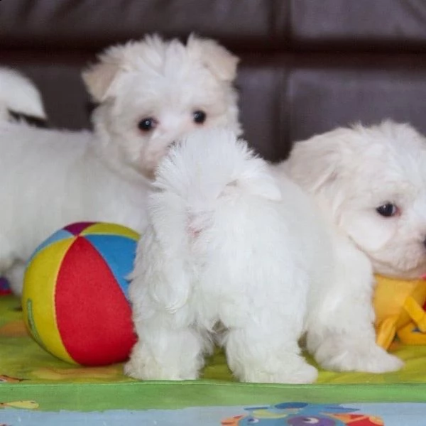 bellissimi cuccioli maltesi teacup, 1 maschio e 1 femmina