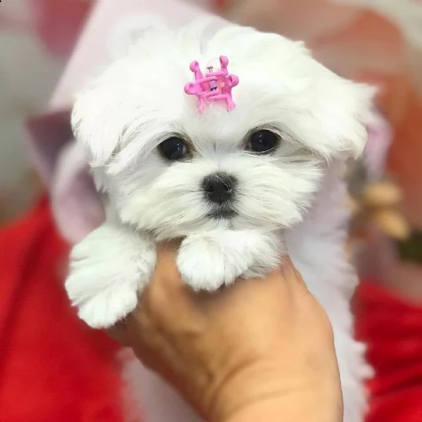 3 disponibili due cuccioli maltesi di prima classe