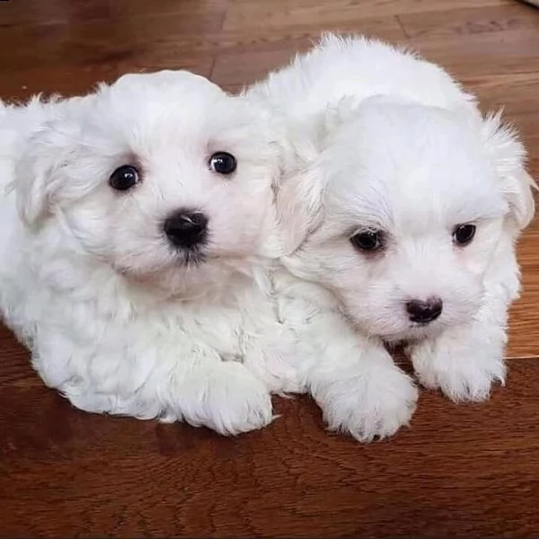 33adorabili cuccioli maltesi eccezionali