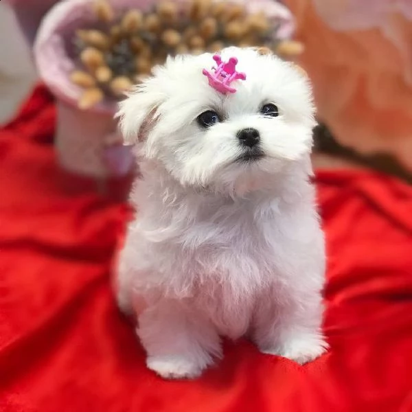 cuccioli maltesi super adorabili