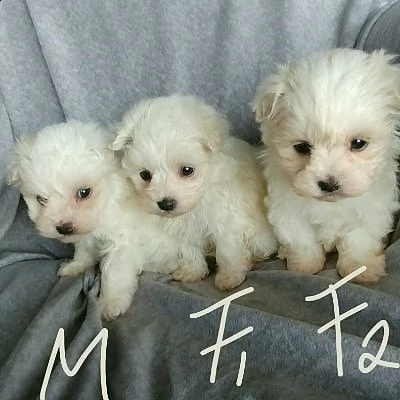 cuccioli maltesi super adorabili. così gentile e affettuoso.