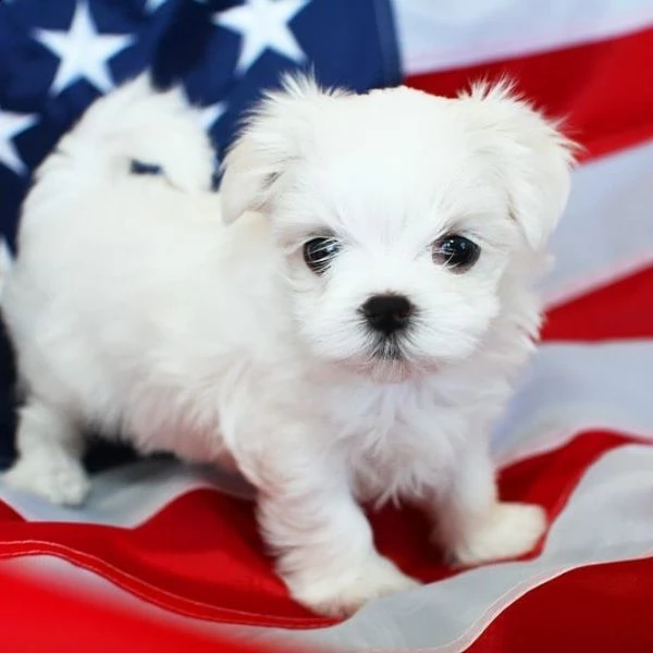 [at]cucciolo maltese di razza inestimabile