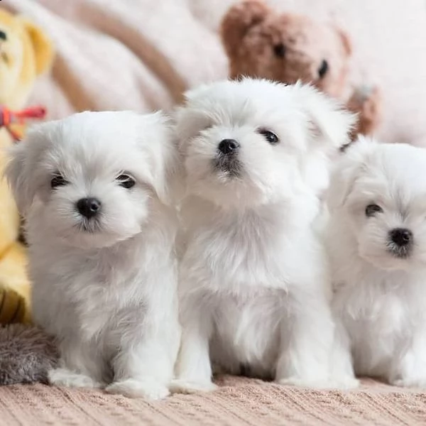 cuccioli maschi maltesi