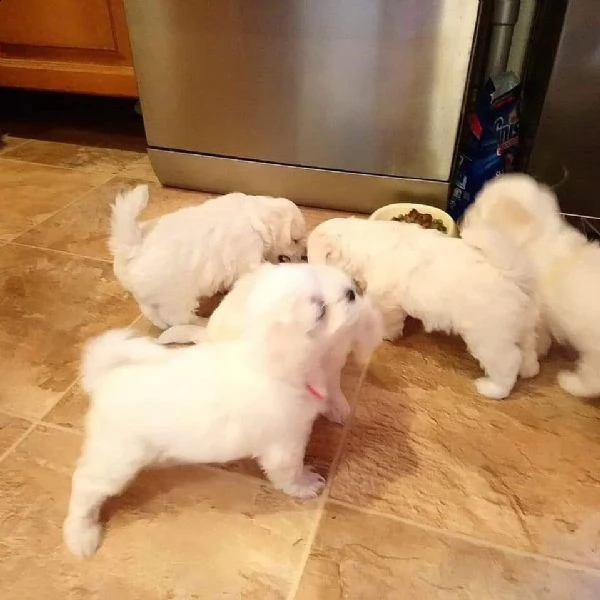 cuccioli maltesi molto dolci e affascinanti