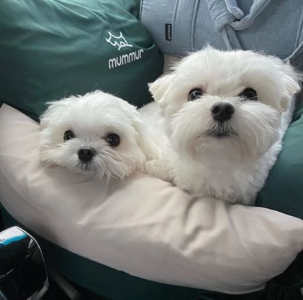 cuccioli maltesi intelligenti **gratis**