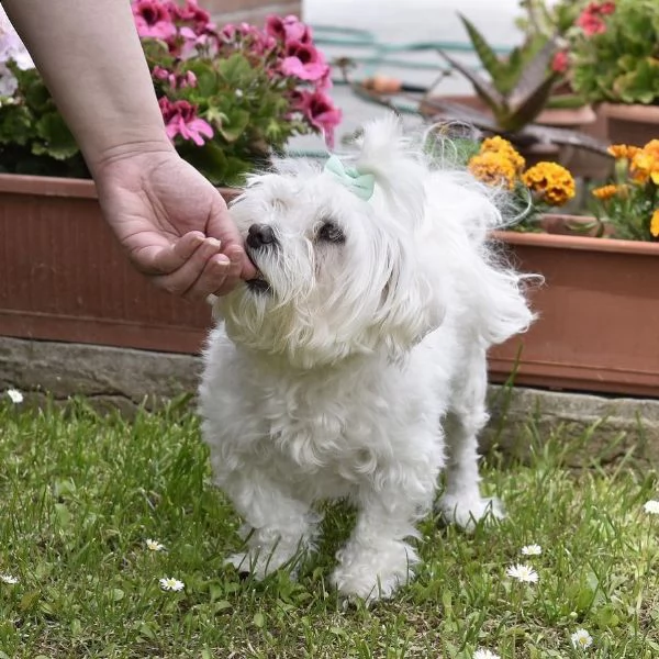 splendidi cuccioli di maltese genuini