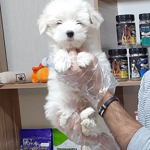 stupendi cuccioli maltesi al 100% in adozione.