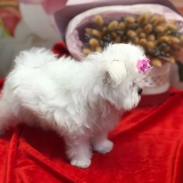 cuccioli di maltese registrati di qualità