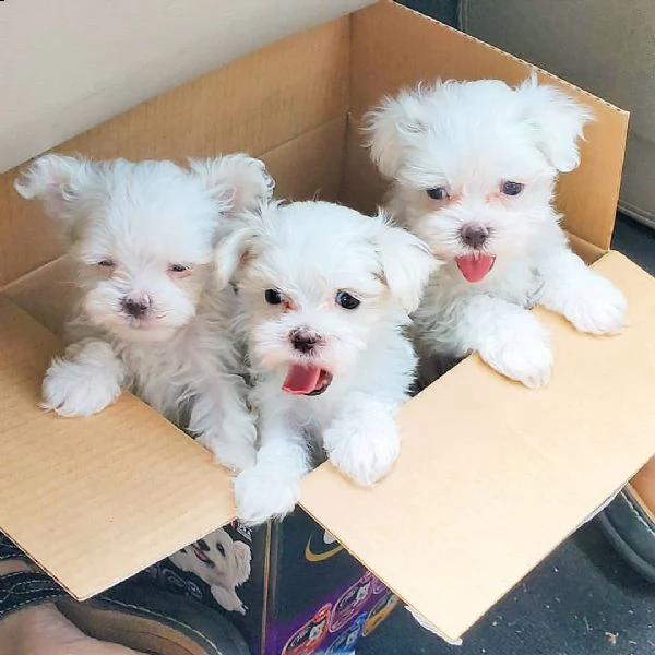 cuccioli maltesi di qualità, registrati con un pedigree straordinario.