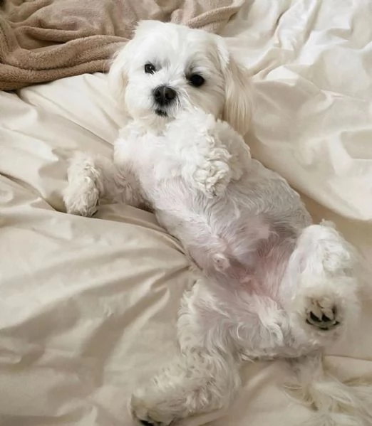 12 bellissimi cuccioli maltesi bianchi