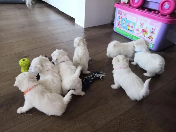 due simpatici cuccioli maltesi