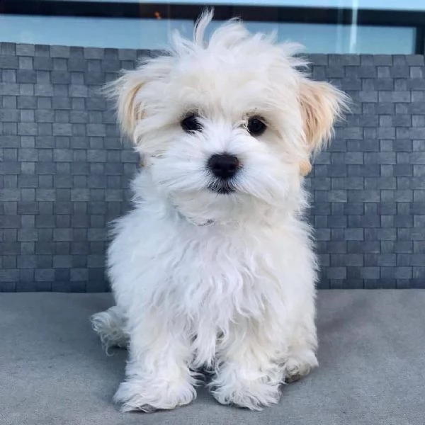 cuccioli maltesi dolci e giocosi per l'adozione