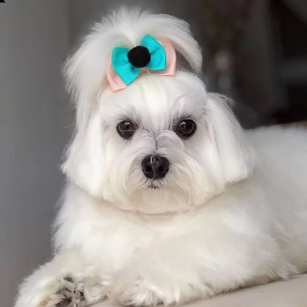 maltese dolce e giocoso per l'adozione. hanno 12 settimane