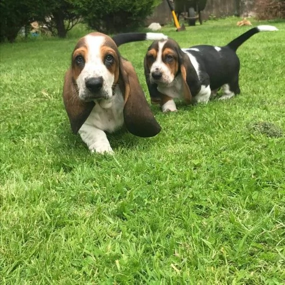 basset hound cuccioli  | Foto 1