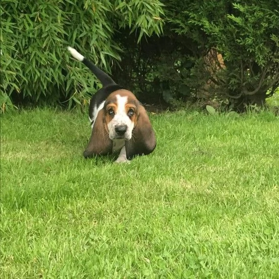 basset hound cuccioli  | Foto 0