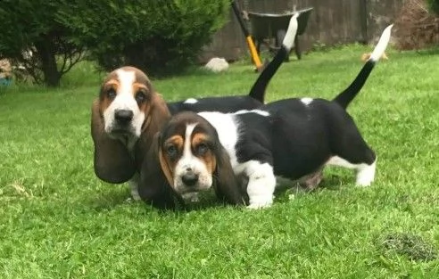 basset hound cuccioli 