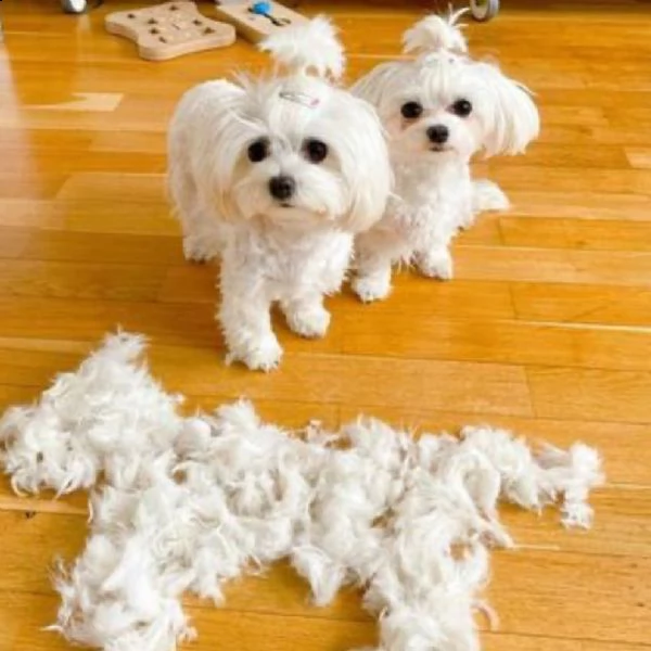 eccezionali cuccioli maltesi