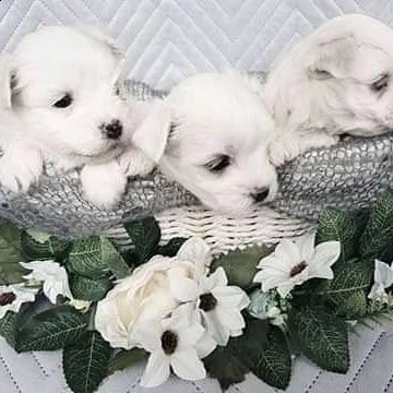 disponiamo di 2 eccezionali cuccioli maltesi. 