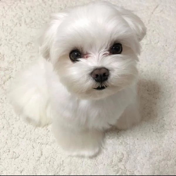 disponiamo di 2 eccezionali cuccioli maltesi. hanno un pedigree