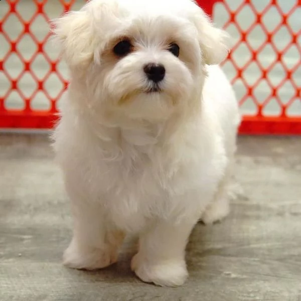 [at]01eccezionali cuccioli maltesi