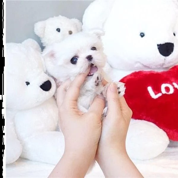 cuccioli di razza maltese