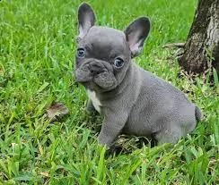 due cuccioli di bulldog francese 