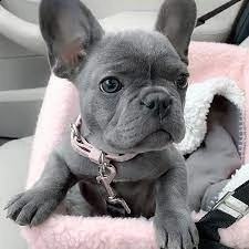 bulldog francese hanno bisogno di una nuova famiglia