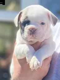 due cuccioli di bulldog francese hanno bisogno di una nuova famiglia