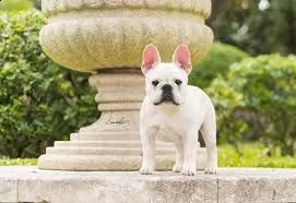  !!!!! eccezionali cuccioli di bulldog francese