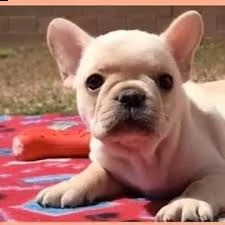cuccioli di bulldog francese maschi e femmine 