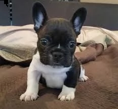 cuccioli di bulldog francese maschi e femmine di alta qualità 