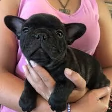 !!!cuccioli di bulldog francese belli e sani healthy