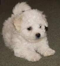 2 maltese toy