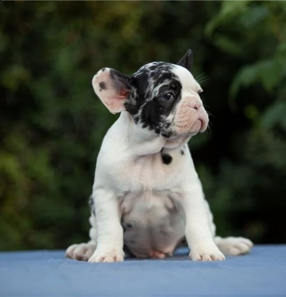  cuccioli di bulldog francese per l'adozione