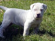 email : ameliajefferson80[at]gmail[.com] cuccioli dogo argentino pedigree enci .con tutte le vaccinazioni