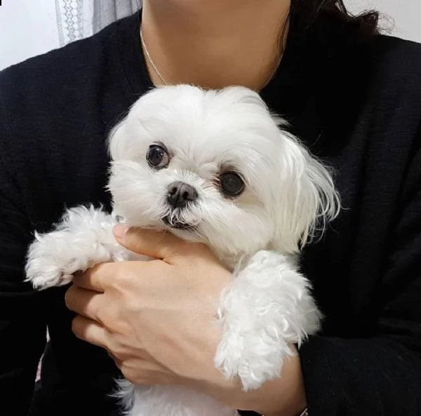cuccioli maltese toy ())())(