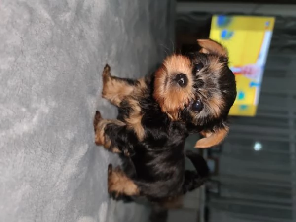 cuccioletto di york shire mini toy