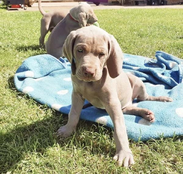 weimaraner cuccioli disponibili