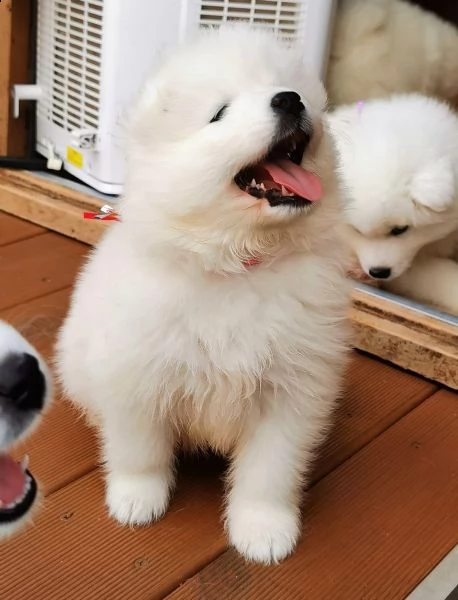 samoiedo cuccioli