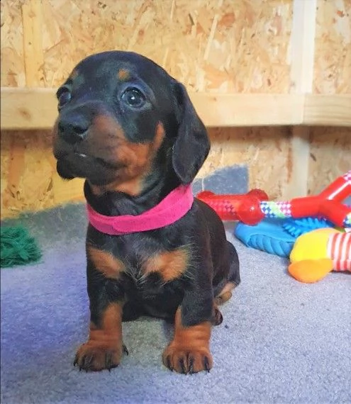 cucciolo di bassotti nani | Foto 1