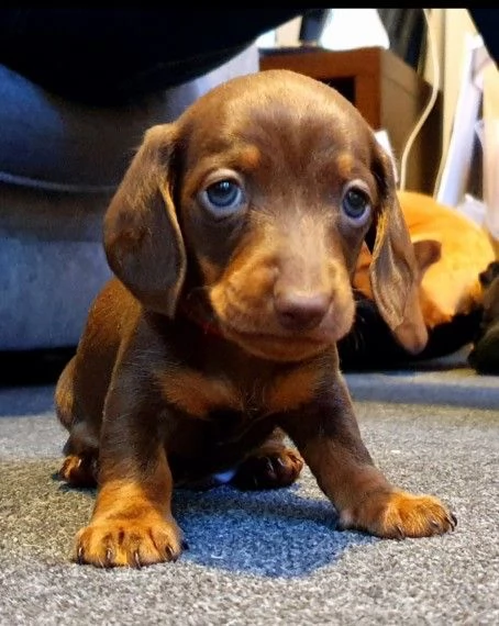 cucciolo di bassotti nani | Foto 0