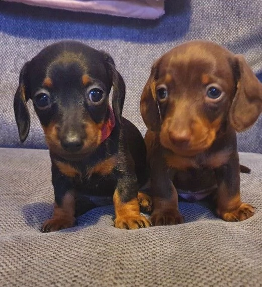 cucciolo di bassotti nani