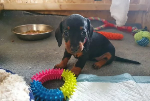 bassotti nani cuccioli di due mesi | Foto 1