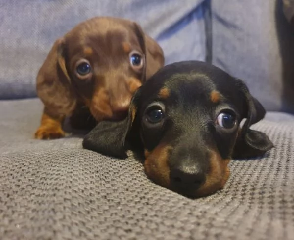 bassotti nani cuccioli di due mesi