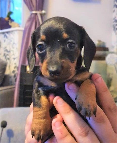 bassotti nani cuccioli di due mesi | Foto 0