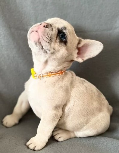  bouledogue francese di 80 giorni | Foto 1